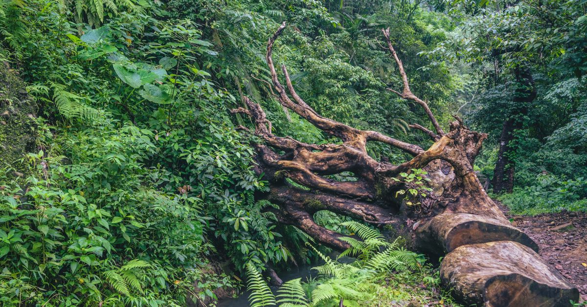 Indigenous Forest Conservation in Kenya: ACEECA’s Commitment to Biodiversity and Climate Stability