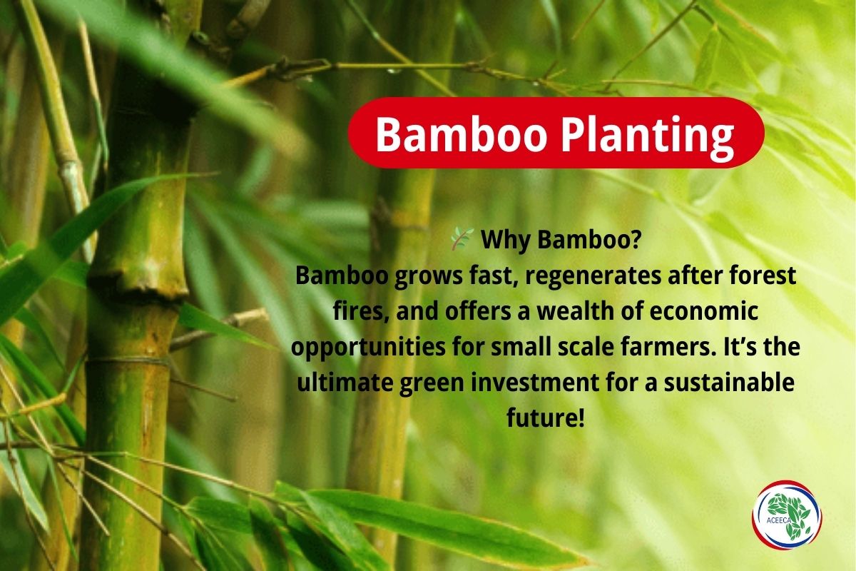 Bamboo Planting for Environmental Sustainability and Livelihoods
