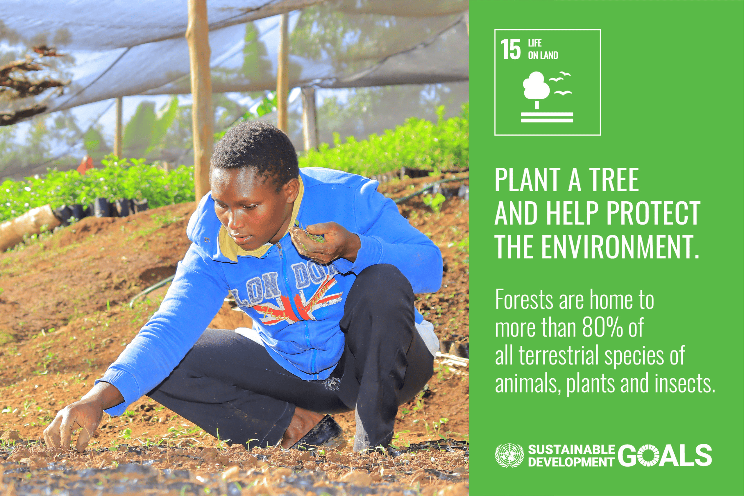 SDG 15: Life on Land