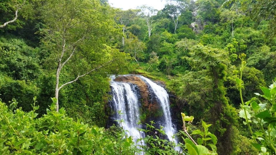 21,800 Trees in 22 Hours: A Record Attempt Rooted in Urgency, Hope, and Collective Climate Action
